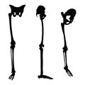 Set with silhouettes of human skeleton of legs and pelvis in different positions isolated on white background. Vector