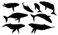 Set of silhouettes humpback whales and their calves. Realistic secondary aquatic mammals Megaptera novaeangliae.