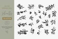 A set of Silhouettes of Olive Branches isolated on a light background in a simple style. Vector Illustrations of Olive Royalty Free Stock Photo