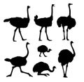 Set silhouettes of ostriches.