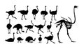 Set silhouettes of ostriches.