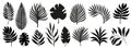 Set of silhouettes of palm leaves isolated on white background. black foliage Royalty Free Stock Photo