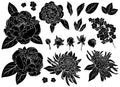 Set of silhouettes of roses, peonies, asters