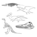 Set of silhouettes of skeletons of dinosaurs and fossils. Hand drawn vector illustration. Silhouettes of man and