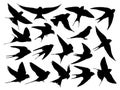 The set silhouettes of swallows.