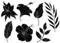 Set of Silhouettes of tropical leaves.