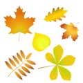 Set of simple autumn leaves with gradient fill, isolated Royalty Free Stock Photo