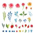 Set with simple flowers, leaves and berries painted in watercolor Royalty Free Stock Photo