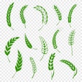 Set of simple green wheats ears icons and wheat design elements for beer, organic or local farm fresh food, bakery Royalty Free Stock Photo