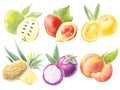 set of simple illustrations colored in gentle watercolor style tropical edible fruit pineapple aprium design elements for