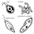 A set of simple organisms amoeba, euglena, Bodo, infusoria.