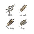 Set with Simple Porridge Cereals Icons: Oat Seeds, Rye, Wheat and Barley Healthy Breakfast Vector Concept Royalty Free Stock Photo