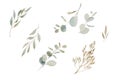 Set of simple watercolor eucalyptus round leaves and branches. Hand painted baby eucalyptus, silver dollar and dry grass elements Royalty Free Stock Photo