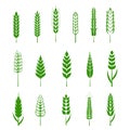Set of simple wheats ears green icons and grain design elements for beer, organic wheats local farm fresh food, bakery Royalty Free Stock Photo