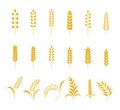 Set of simple wheats ears icons and grain design elements for beer, organic wheats local farm fresh food, bakery themed