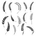 Set of simple wheats ears icons and wheat logo design elements for beer, organic fresh food corn farm, bakery themed