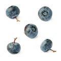 Set of Single berry of Bilberry or blueberry over isolated white background