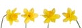 Set of single yellow flowers Daffodils, narcissus isolated on white background. Royalty Free Stock Photo