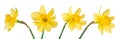 Set of single yellow flowers Daffodils, narcissus isolated on white background. Royalty Free Stock Photo