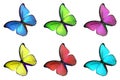 Set of six colorful butterfly on white background