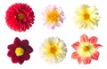 Set of six dahlia flowers isolated on a white background Royalty Free Stock Photo