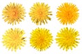 Set of six dandelions isolated