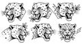 Fierce Leopard Head Illustrations - Traditional Tattoo Style Royalty Free Stock Photo