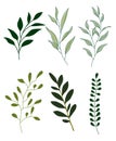 Set of six green botanical branches with different leaf shapes drawn in flat vector style Royalty Free Stock Photo