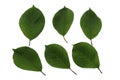 Set of six green leaves of cherry isolated on white background