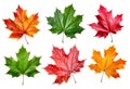 Set of six multicolored autumn maple leaves