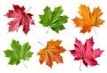 Set of six multicolored autumn maple leaves