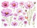 Set of six pink Cosmos bipinnatus flowers with 1690445311560 2