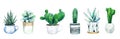 Set of six potted cactus plants and succulents