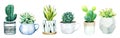 Set of six potted cactus plants and succulents