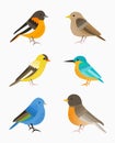 Set of birds illustration Royalty Free Stock Photo