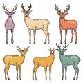 Set six stylized deer illustrations featuring various colors patterns. Deer portrayed natural