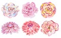 Set of six watercolor handmade flowers isolated on white background. Royalty Free Stock Photo