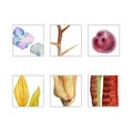 Set of six. Watercolor illustrations on white. Inflorescence Hydrangea, Acacia twig with thorns, Plum, Sunflower petals