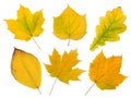 Set of six yellow autumn leaves Royalty Free Stock Photo