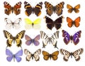 Set of sixteen various vibrant European butterflies