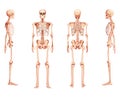 Set of Skeleton Human front back side view with two arm poses ventral, lateral, and dorsal views. Set of flat natural