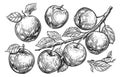 Apple fruit, branch with leaves. Set of sketch apples. Hand drawn engraving style vector illustration Royalty Free Stock Photo