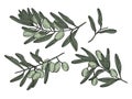 Set of sketch drawn olive branches Royalty Free Stock Photo