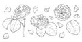 A set of sketch roses. a sketch-style collection of a rose flower with leaves in different views from the side, top, isolated