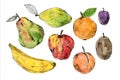 Set of sketch watercolor fruits illustrations