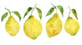 Set of sketch watercolor yellow lemons