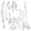 Set of sketches of fishing and hunting trophies. Illustration for internet and mobile website