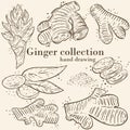 Set of sketches of ginger. Hot spicy spice. Ginger flower, root and powder. Vector, different images of the root. Hand