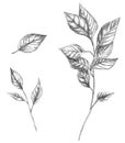 Set of sketches. Illustrations of branch and leaf