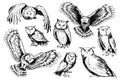 Set of sketches of owls.